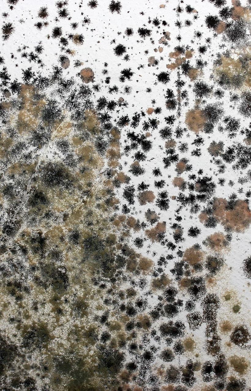 Großflächiger Schimmelbefall an einer Innenwand